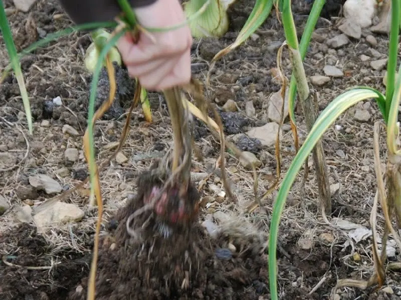 harvesting garlic is easy: just pull it up out of the ground