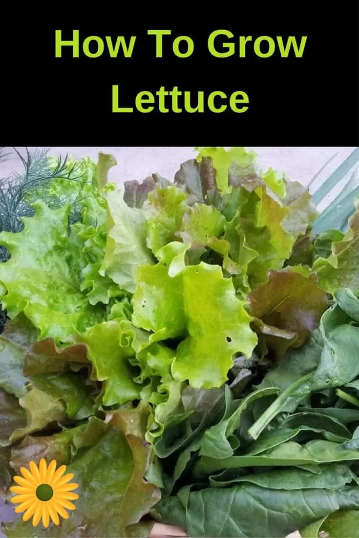 Grow lettuce year round if you know how and when to plant it.