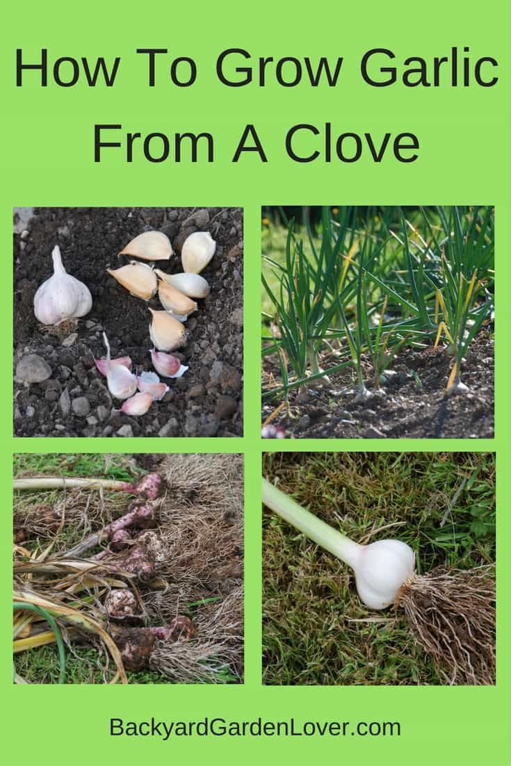 Garlic is so easy to grow, you'll always want to plant your own. All it needs is a sunny spot and some water during the dry season: that's all! 