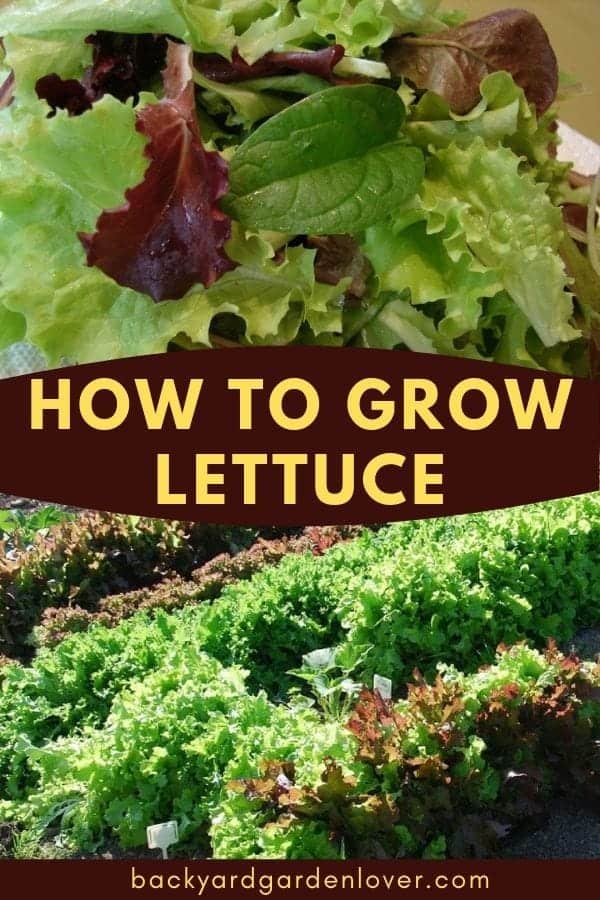 how to grow lettuce