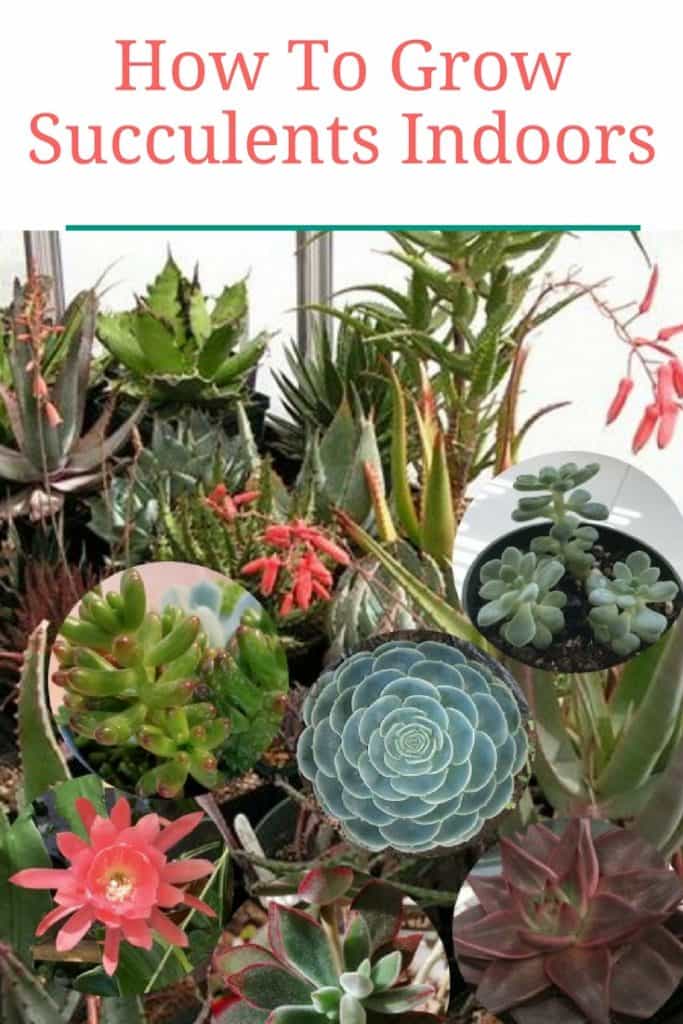 How To Grow Succulents Indoors