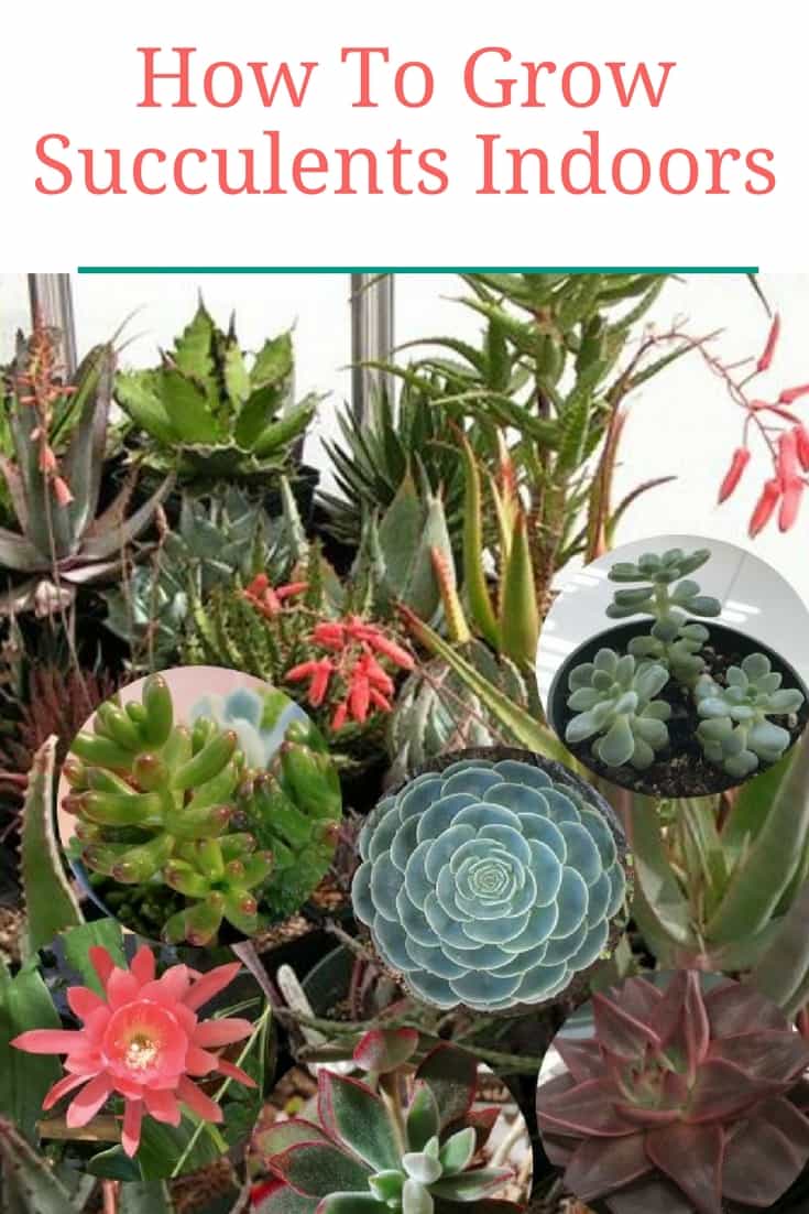 Best indoor plants for air purification, including snake plant and spider plant, improving home air quality