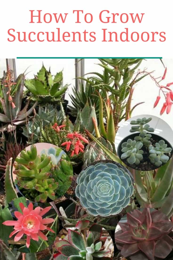 Learn how to grow succulents indoors with this compete indoor succulents guide. 