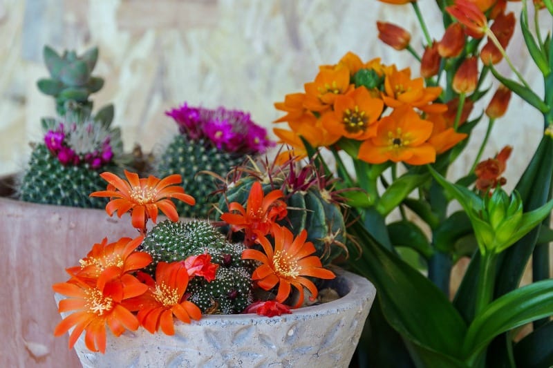 Bright, colorful indoor succulents
