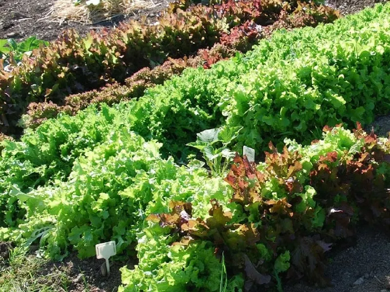 rows of lettuce in the garden