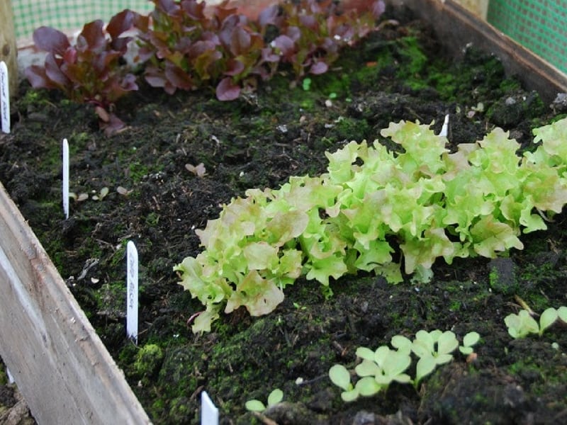 spring greens growing in the garden