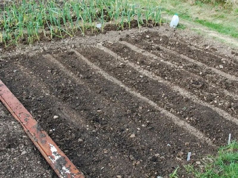 Soil rows prepared to sow lettuce