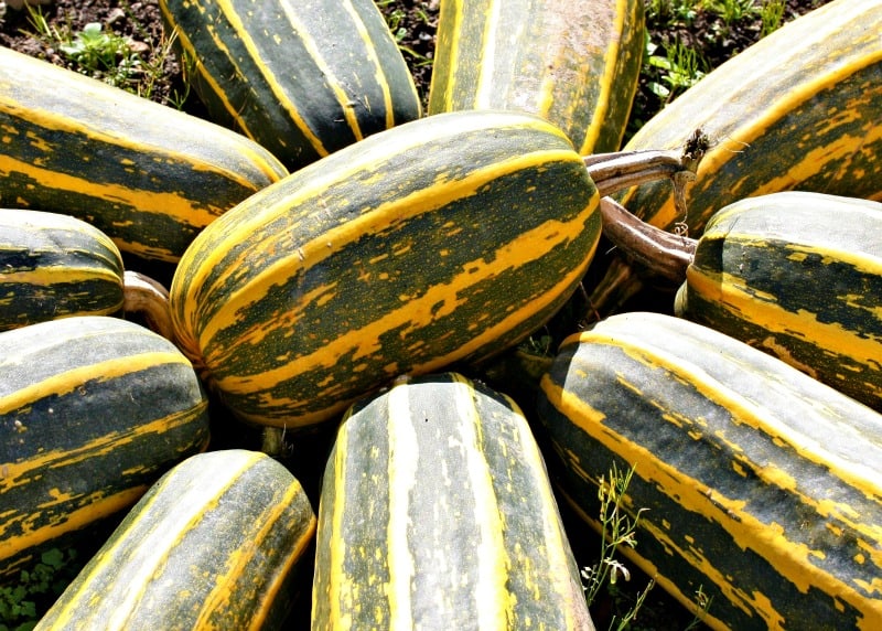 marrow fruits in the garden