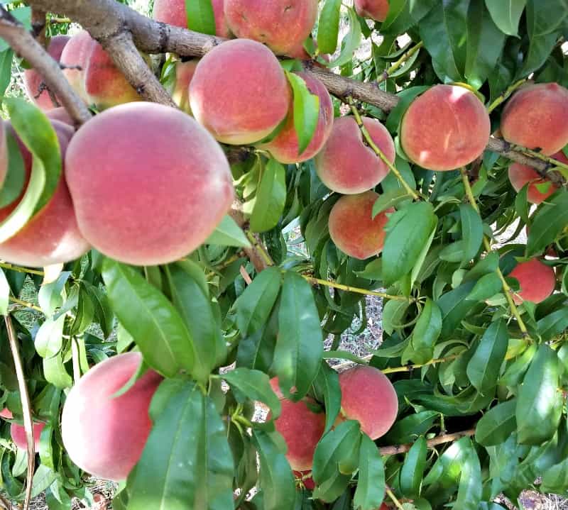 Peach tree with beautiful ripe peaches ready to be picked and preserved