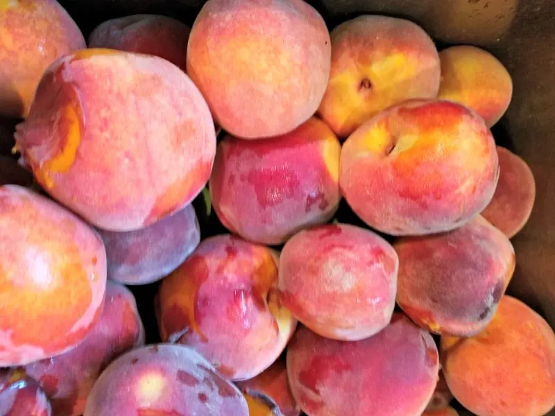 Peaches ready to be washed for winter preserving