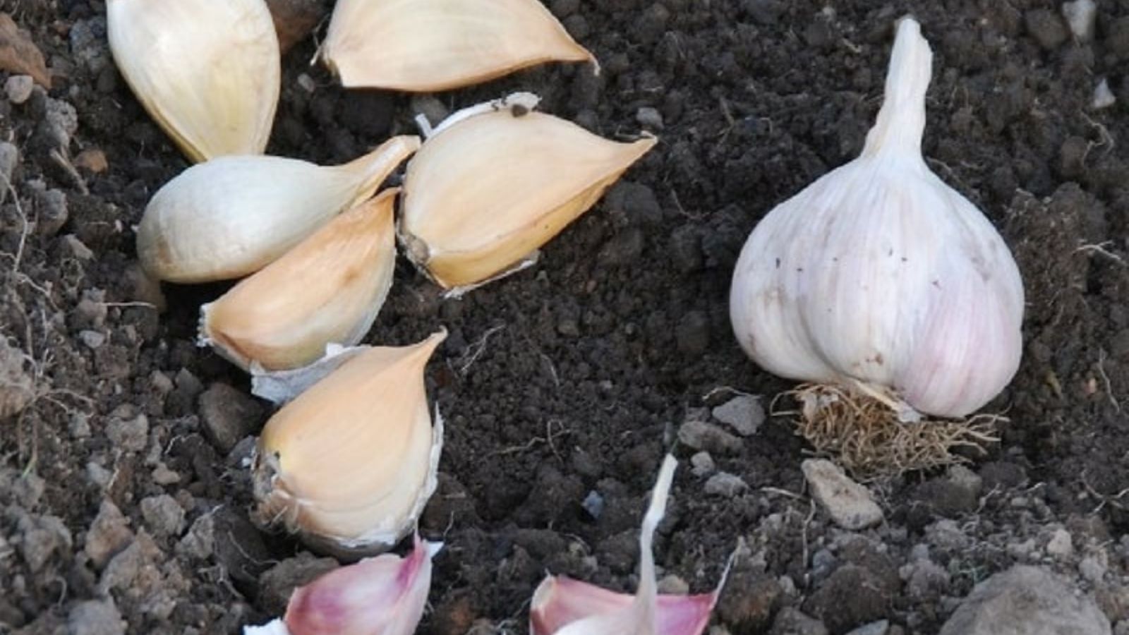 garlic ready to be planted.