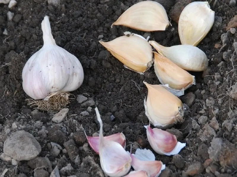 Garlic cloves ready to be planted