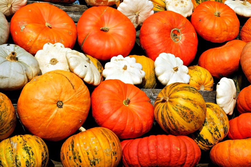 A pile of colorful pumpkins