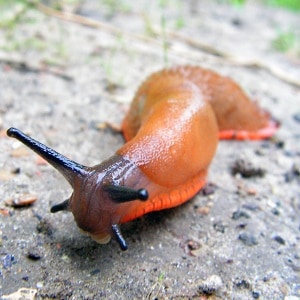 A close up of a slug