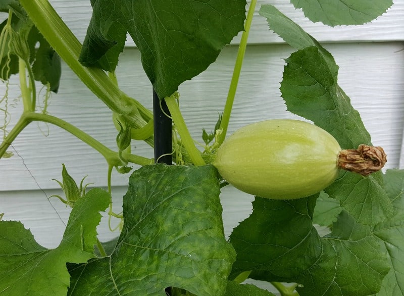 Spaghetti squash on vine