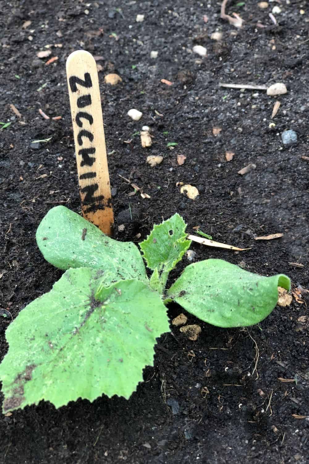 zucchini seedling