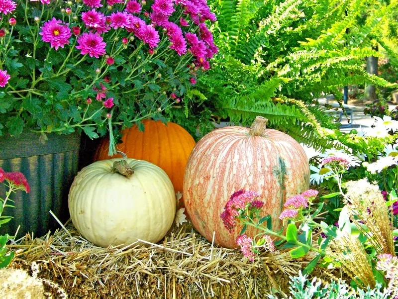 autumn decor with mums and pumpkins