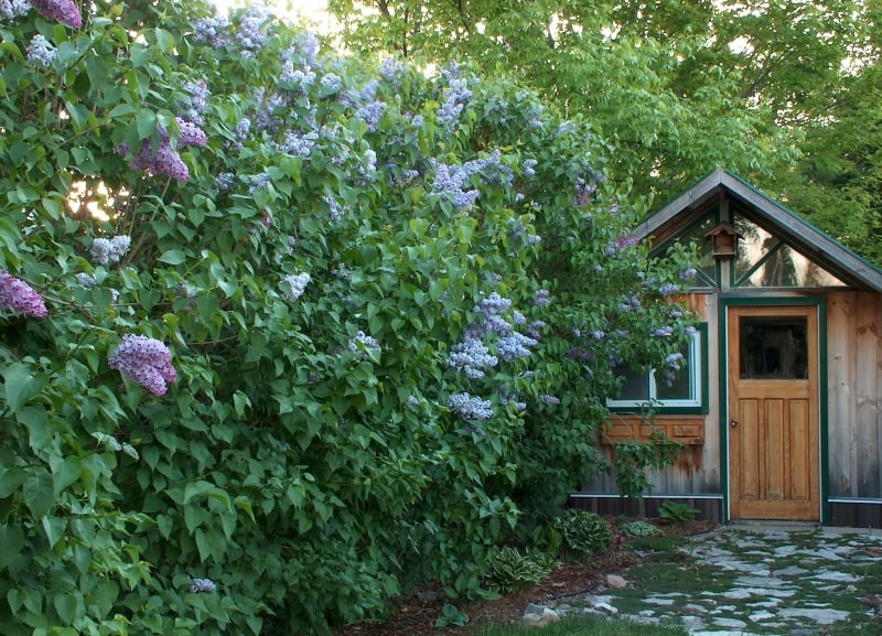 Beautiful blooming lilac by the shed