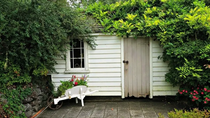 Hidden shed with lots of vegetation and a pop of color in a wheelbarrow painted white. 