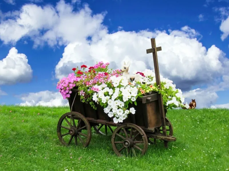 Lovely cart filled with colorful petunias