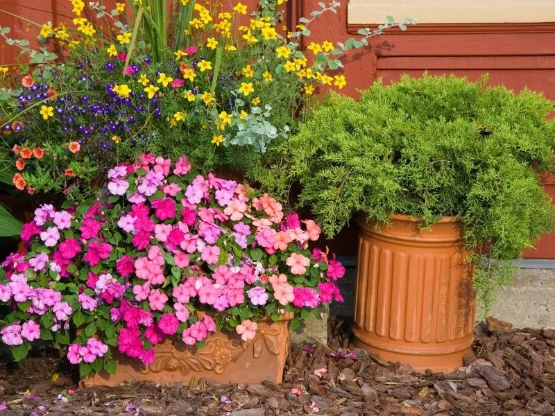 Beautiful flowers in containers 