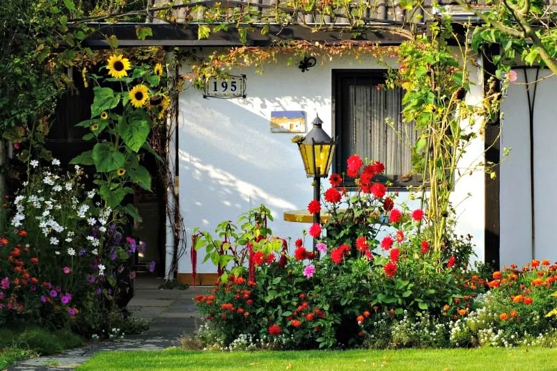 Cheery flowers arond garden shed