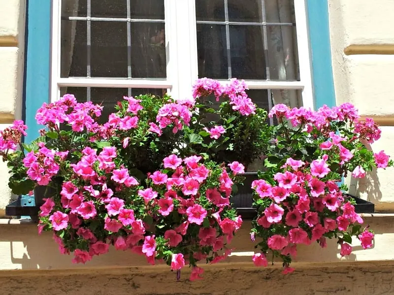 Happy pink petunias cheering up a window