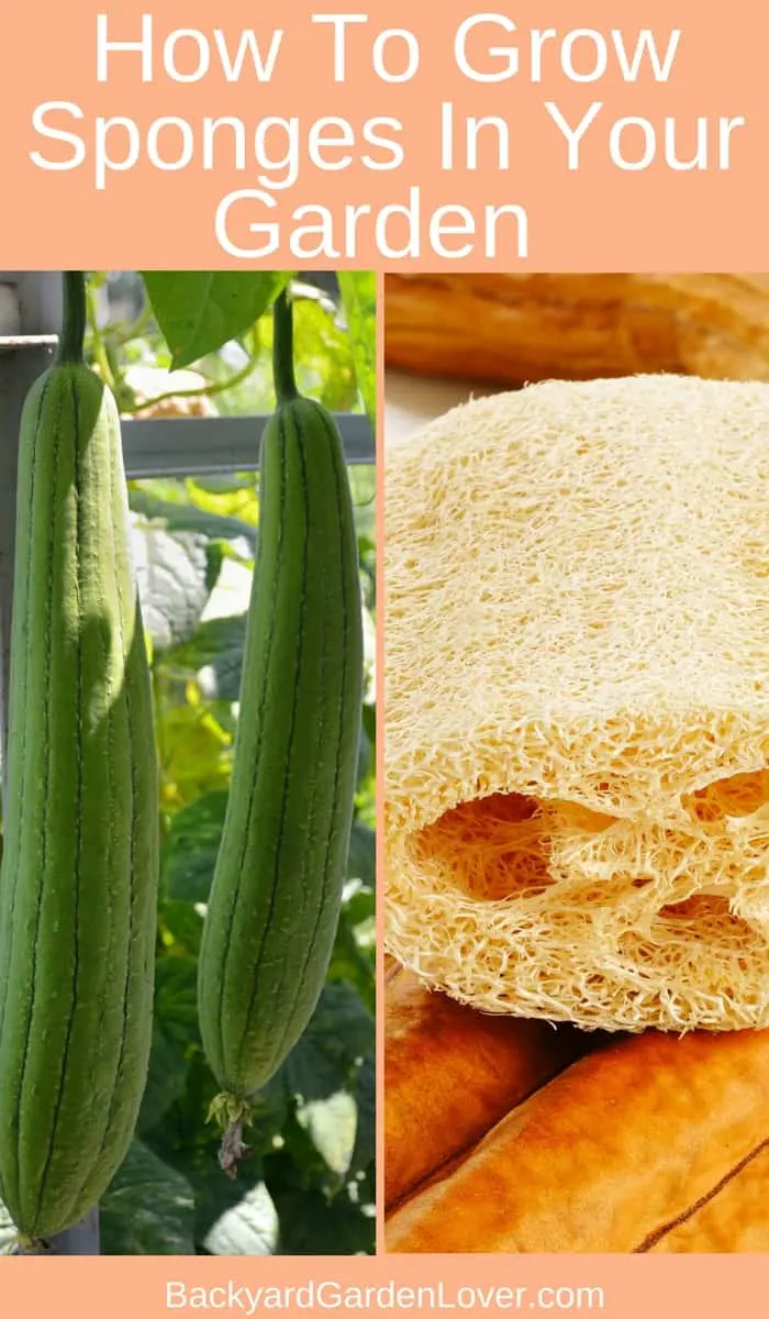 How to grow luffa gourds in your garden and have all the natural luffa sponges your family will ever need.