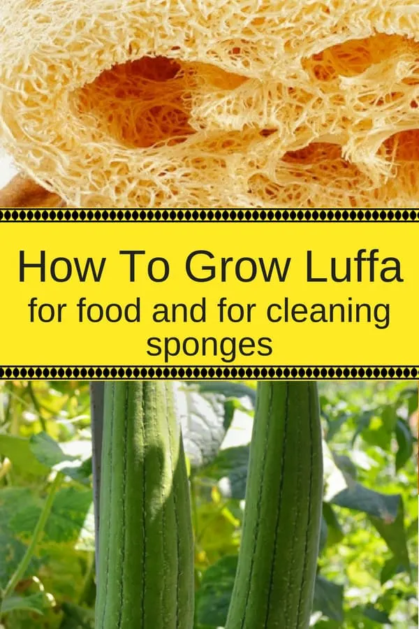 Luffa sponge and gourds