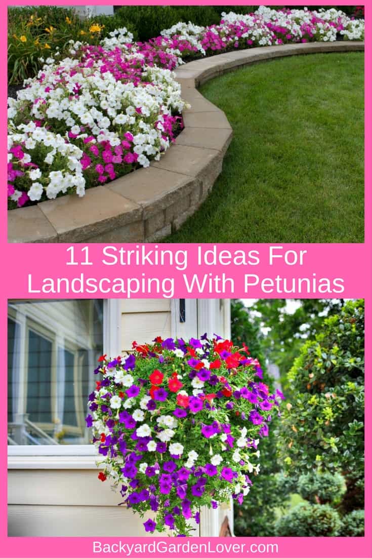 Petunias in the landscape