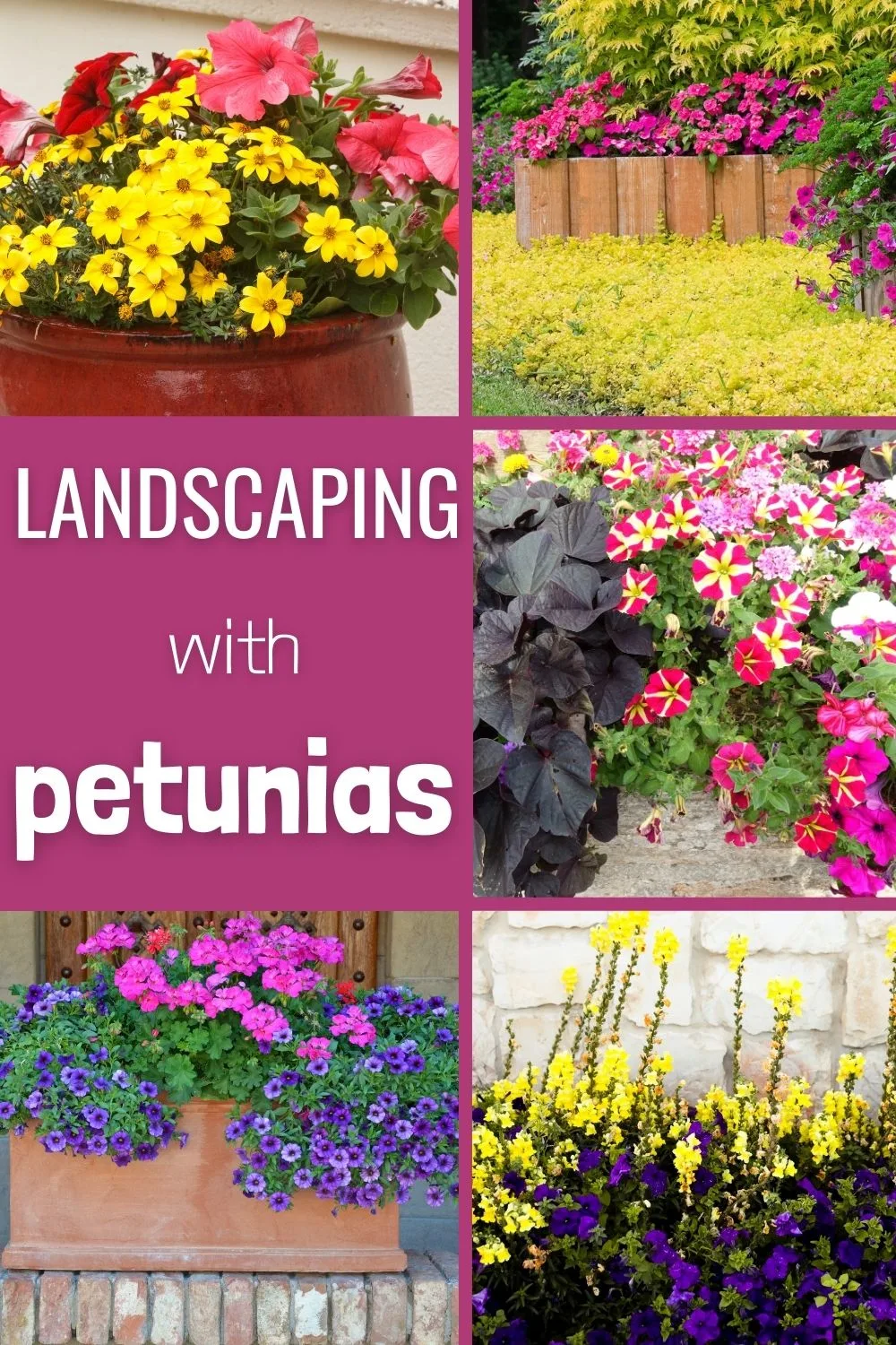 Landscaping with petunias