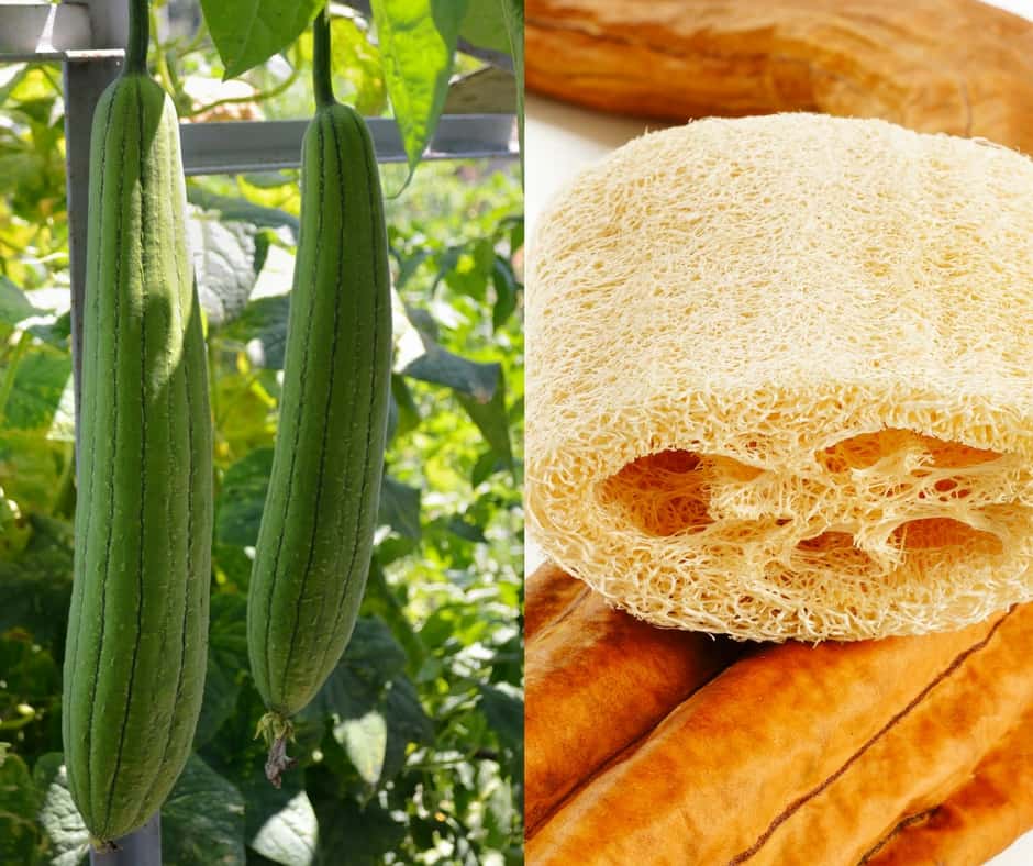 How To Grow Luffa Gourds And Get Natural Sponges Too! 
