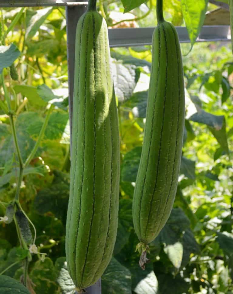 How To Grow Luffa Gourds And Get Natural Sponges Too!