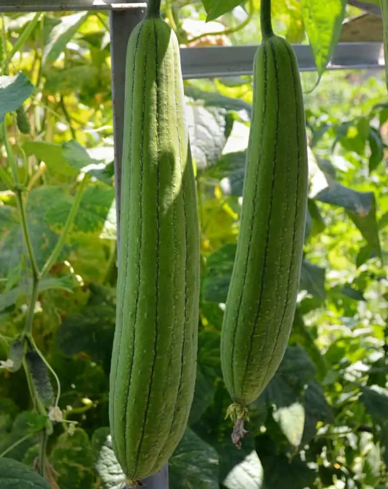 Luffa plant with green fruits ripening under sun