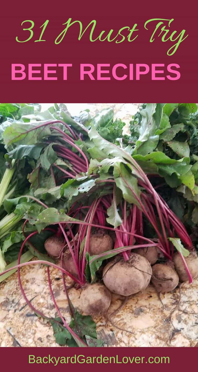 a bunch of beets just picked form the garden