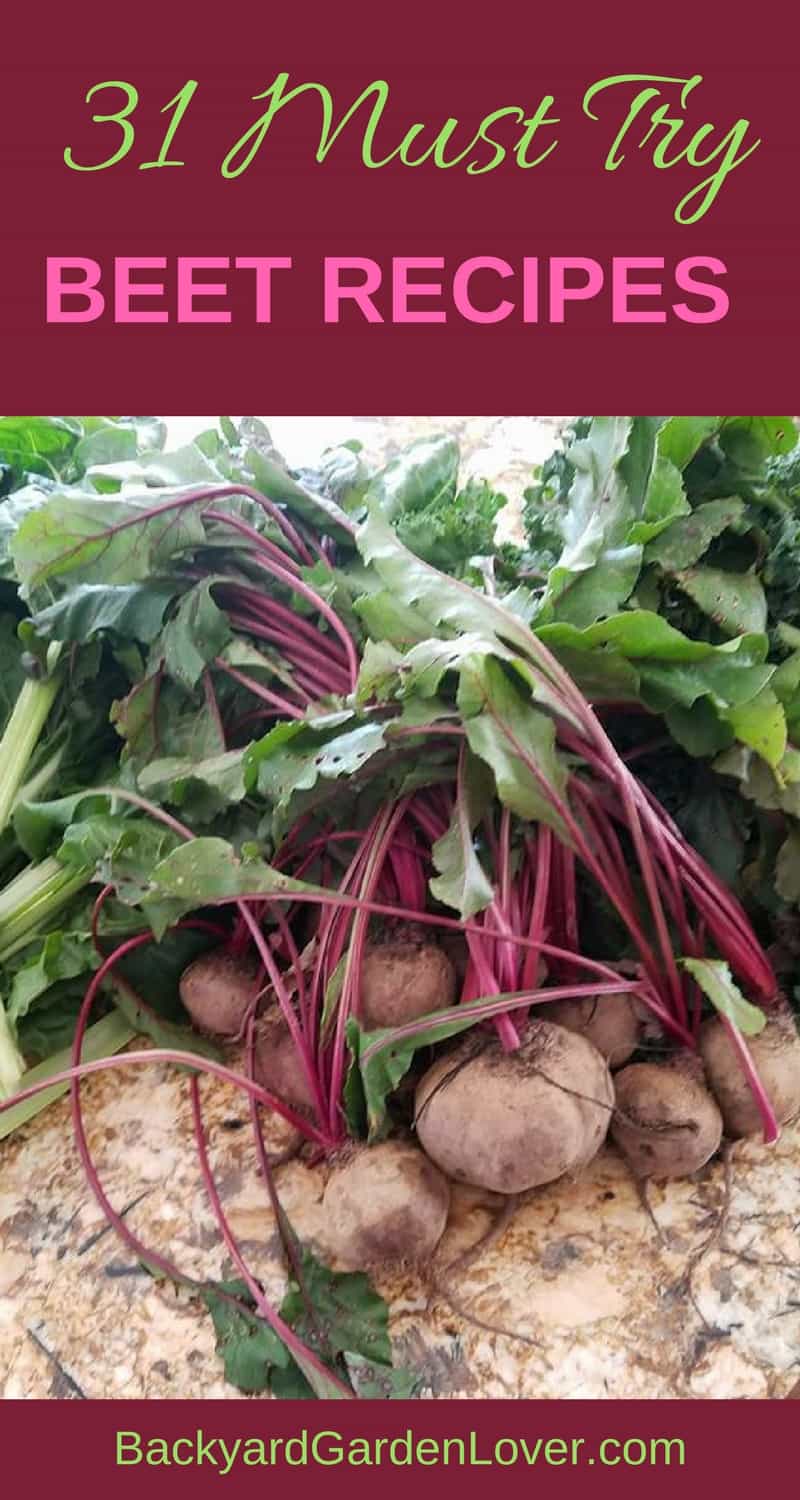 a bunch of beets just picked form the garden