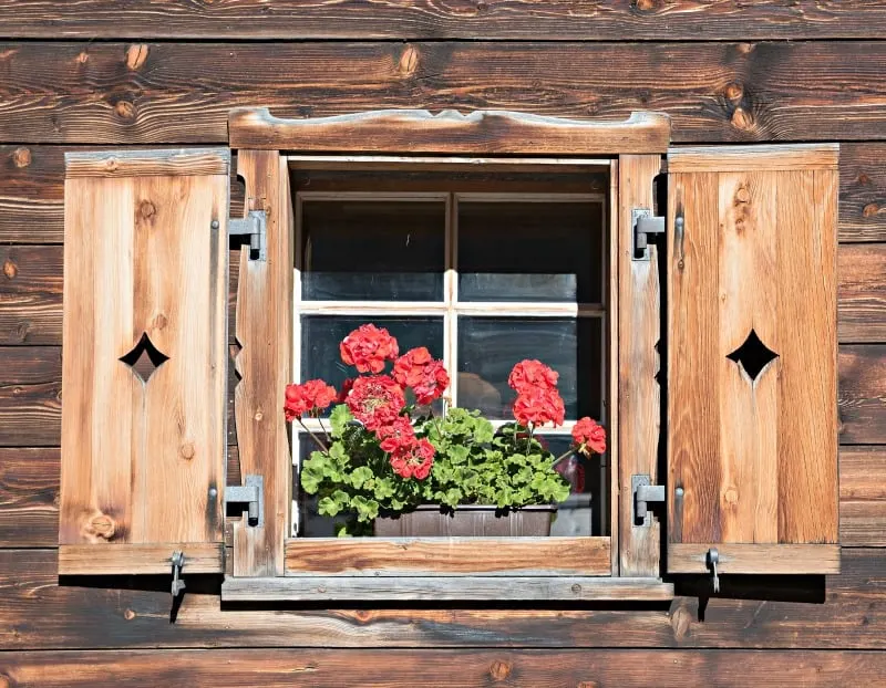 Shed window with wooden shutters and red pelargonium flowers