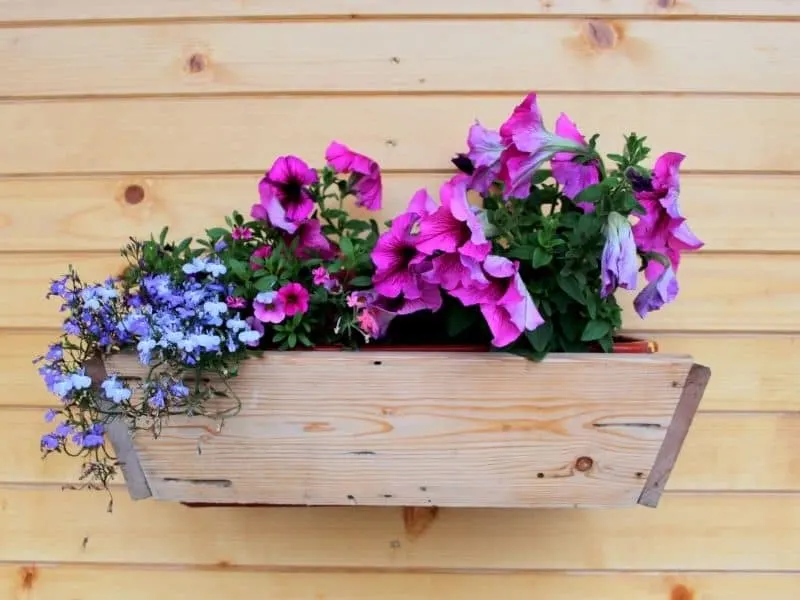 petunia and lobelia in a wooden container
