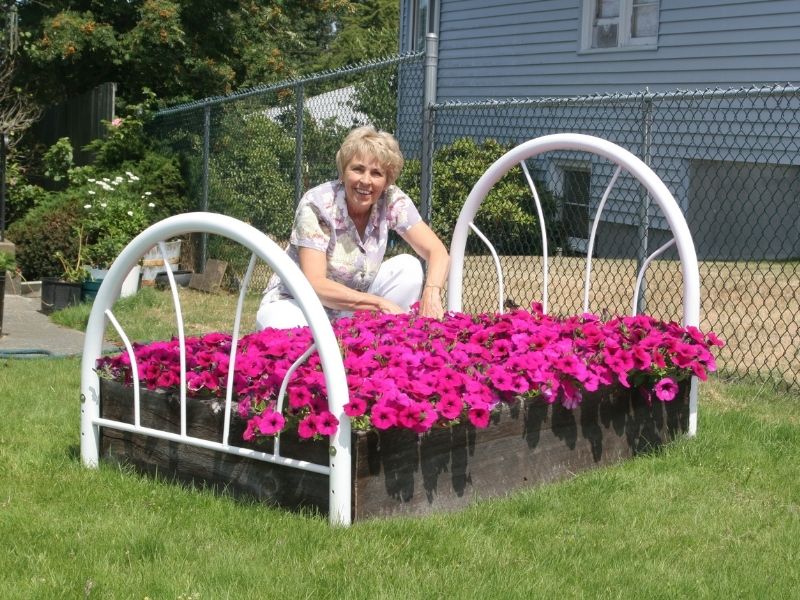petunia flower bed