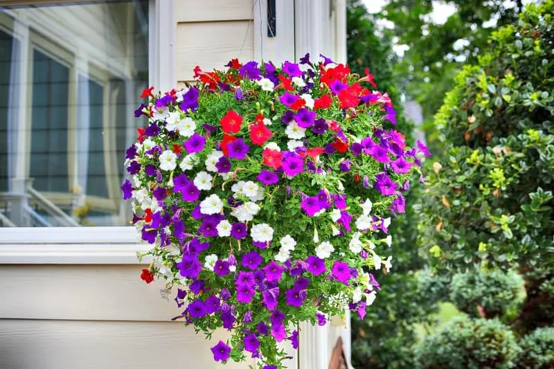 Gorgeous hanging basket with red, white and purple colored petunias