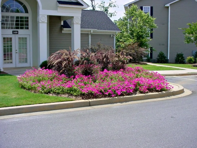 Large area covered with hot pink petunias brightern front house landscape