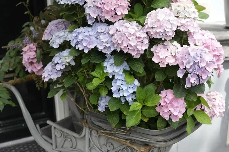 Hydrangea flowers potted in a metal sleigh
