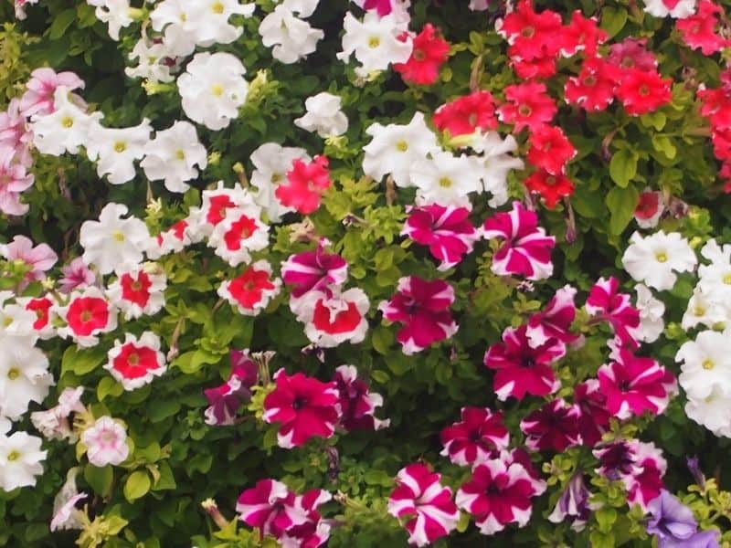 red and white petunia flowers