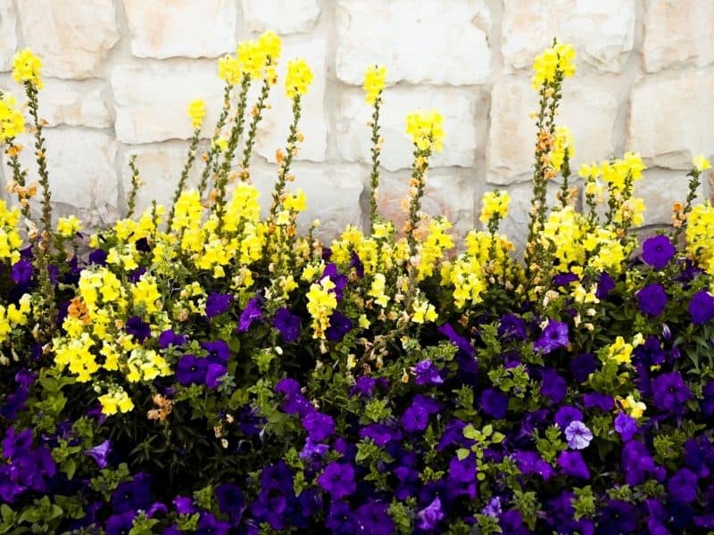 purple petunias in front of bright yellow snapdragons