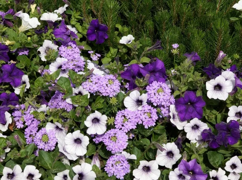 Beautiful summer flowers border in purple shades