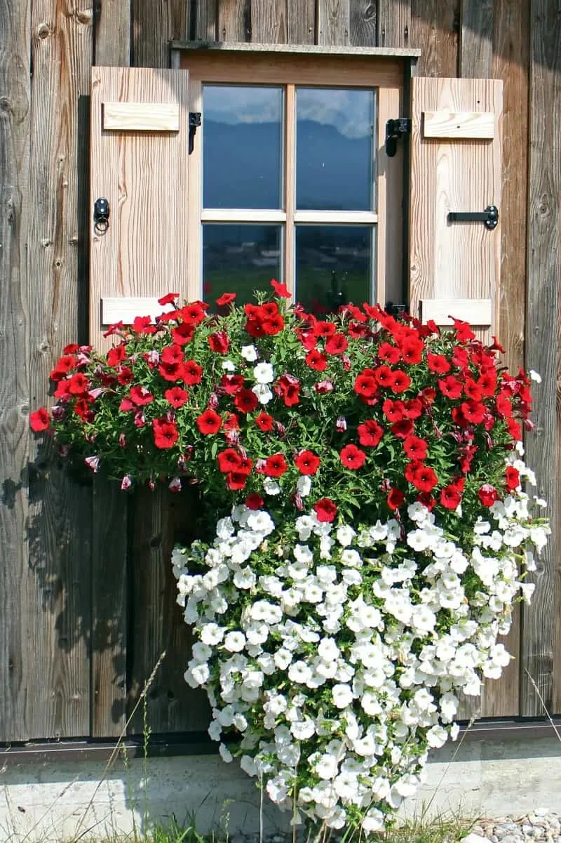 Cascading petunia arragngement in a window box 