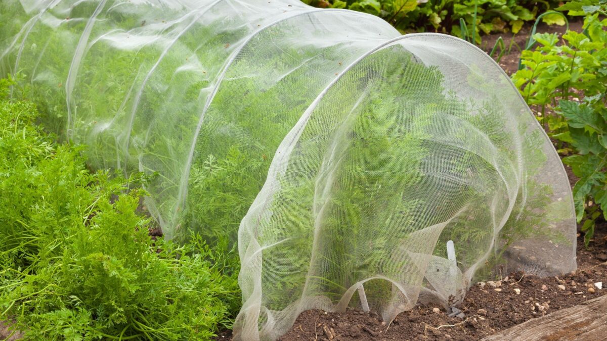 Carrot plants being grown under a cloche netting.
