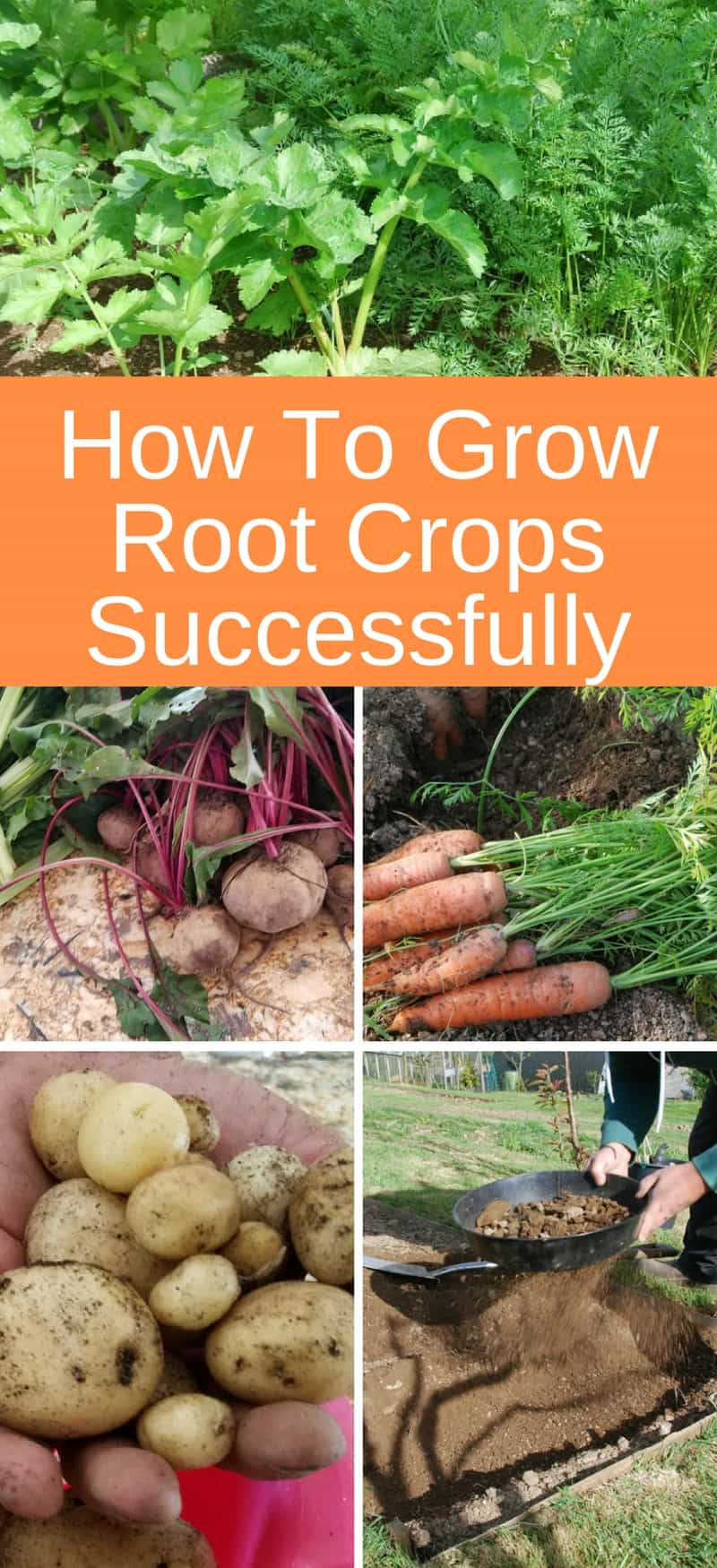How To Grow Root Crops Successfully