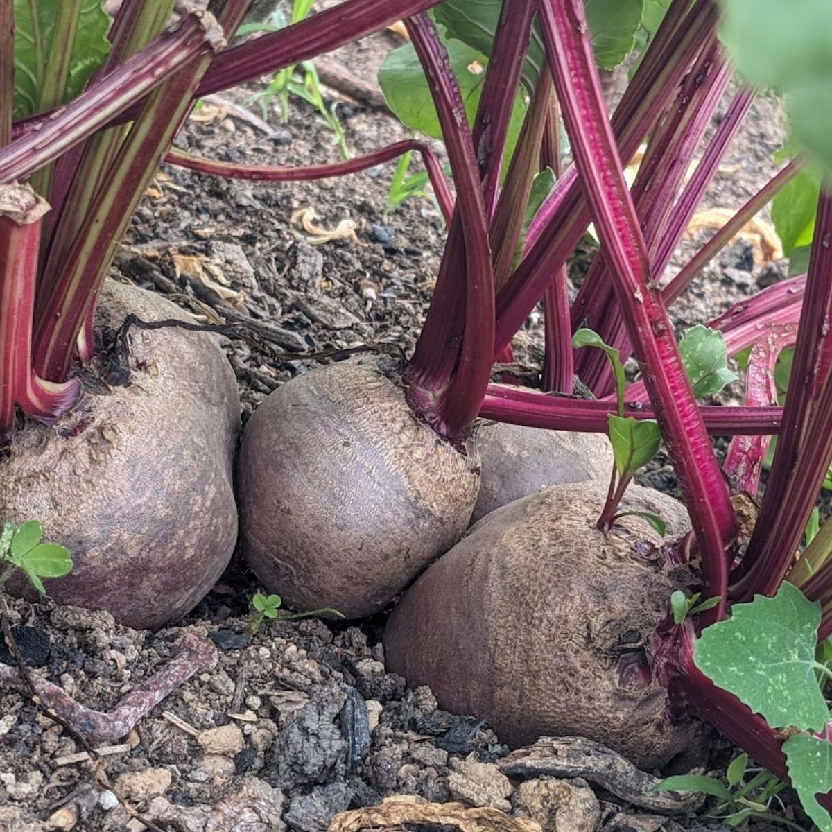 Beets growing in the garden.
