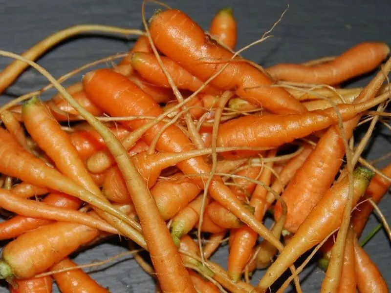 Carrot fingerlings picked while thinning out carrots are delicious in salads. 